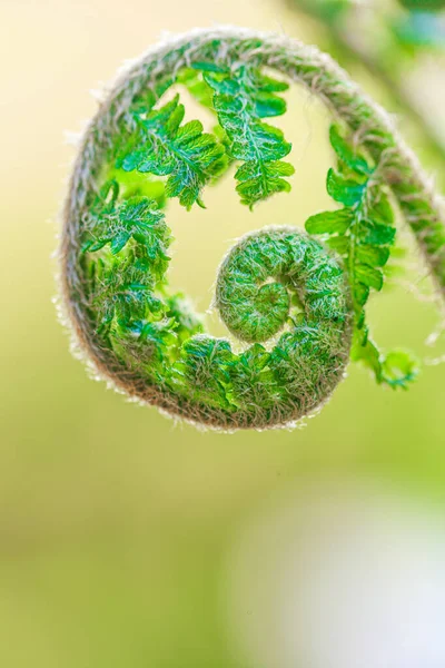 淡い緑色の背景にシダの芽 緑の色調で自然な背景を植えます 植物の壁紙 自然の美しい背景 夏の草 — ストック写真