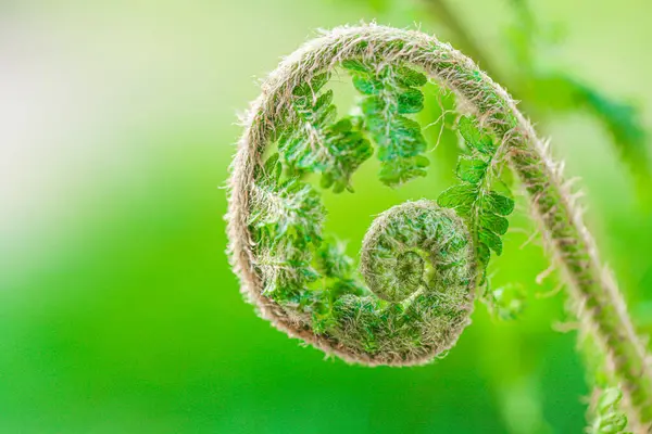 Φτέρη Φυτρώνει Κοντά Ένα Θολό Ανοιχτό Πράσινο Φόντο Φυτέψτε Φυσικό — Φωτογραφία Αρχείου