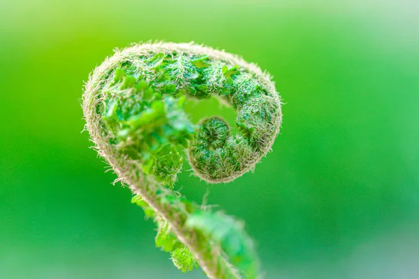 Ormbunksspiral Fern Gror Närbild Suddig Ljusgrön Bakgrund Plantera Naturlig Bakgrund — Stockfoto