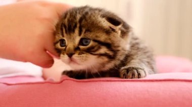 Bir çocuğun kollarında küçük bir kedi yavrusu. İskoç tekir kedisi. Çocuklar bir kediyi elle okşuyor. İnsanlar ve hayvanlar arasındaki iletişim. Evcil kedi. Evcil hayvanlar..