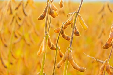 Soya fasulyesi hasadı. Güneş ışınlarında olgunlaşmış soya tohumları. Tarım ve tarım.. 