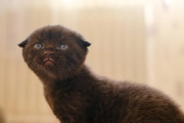Malé Koťátko Britské Krátké Černé Koťátko Černá Koťata Modrýma Očima — Stock fotografie