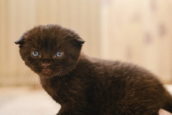 Dítě Koťátka Černý Tyčil Kotě Modrýma Očima Jasném Pokoji Pet — Stock fotografie