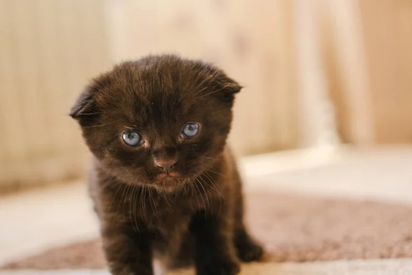 Dítě Koťátka Černé Vystouplé Koťátko Modrýma Očima Jasné Místnosti Domácí — Stock fotografie