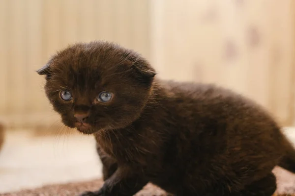 Koťátka Černé Tyčící Koťátko Modrýma Očima Jasné Místnosti Domácí Koťátko — Stock fotografie