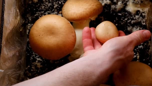 Μανιτάρια Champignons Καλλιέργεια Champignons Καστανά Μανιτάρια Ένα Αρσενικό Χέρι Από — Αρχείο Βίντεο