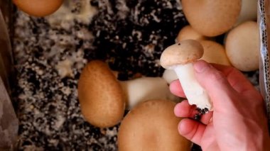 Champignons Mantarları. Evde mantar yetiştiriyorum. Birçok şampiyonun arka planında kahverengi şampiyon var. Büyüyor ve şampiyonları topluyor. 4k görüntü