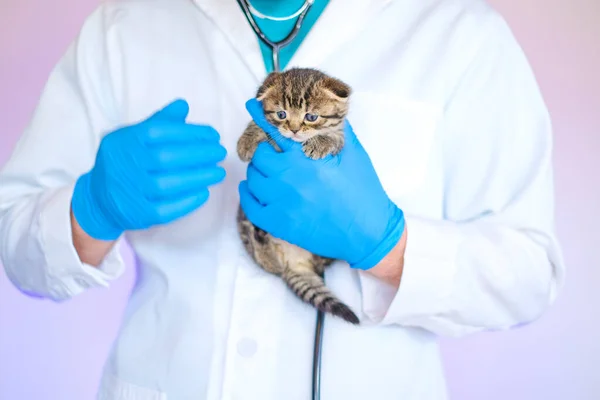Medicine for animals. Cat health.Examining a kitten with a veterinarian. Scottish fold tabby kitten in the hands of a veterinarian in blue medical gloves on a white table. Kitten and veterinarian.