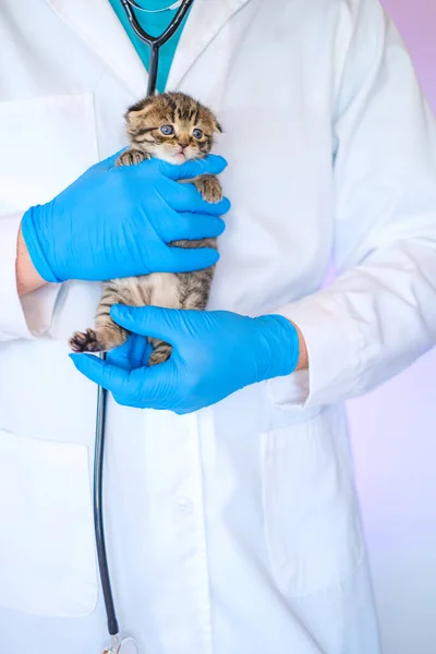 Kitten in a veterinary clinic.Medicine for animals. Cat health.Examining a kitten with a veterinarian. Scottish fold tabby kitten in the hands of a veterinarian.Kitten and veterinarian.