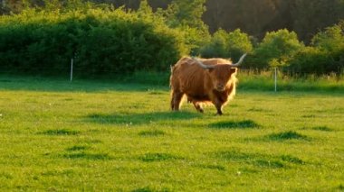 İskoç boğası Highland cinsi. Yeşil çayırda tüylü dağ boğası. Gün batımında çayırda kızıl boğa. 4k görüntü