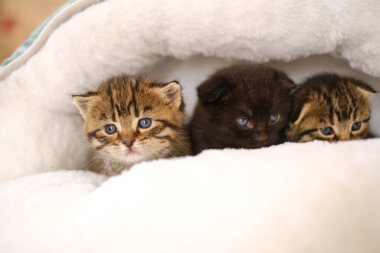 Pofuduk beyaz bir evde üç küçük kedi yavrusu bulanık bir arka planda. Siyah ve iki tekir İskoç kedisi bir yatakta. Kediler için aksesuarlar.. 
