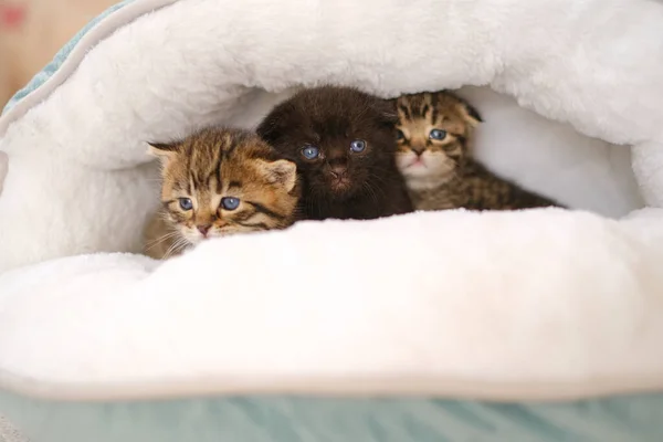 baby kittens.Three little kittens in a fluffy white house .Black and two tabby Scottish kittens in a bed.Accessories for cats
