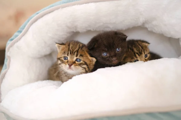 Three Little Kittens Fluffy White House Blurred Bright Room Background — Stock Photo, Image