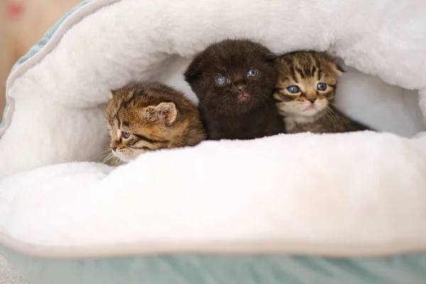baby kittens.Three little kittens in a fluffy white house on a bright room background.Black and two tabby Scottish kittens in a bed.Accessories for cats.Pets.