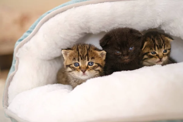 baby kittens.Three little kittens in a fluffy white house .Black and two tabby Scottish kittens in a bed.Accessories for cats.Pets.