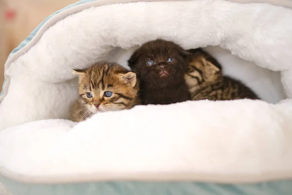Czarny Dwa Tabby Szkockie Kocięta Łóżku Akcesoria Dla Kotów Zwierzęta — Zdjęcie stockowe