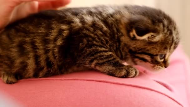 Kattunge Famnen Ett Barn Pets Barnens Hand Smekte Kattunge Kommunikation — Stockvideo