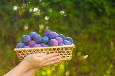 Yaz bahçesinde, güneşte sepetin içinde erikler. Taze erikler hazır. Çiftlik organik biyolojik meyveler. Erik bolluğu