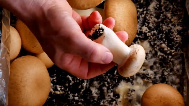 Μανιτάρια Champignons Καλλιέργεια Μανιταριών Στο Σπίτι Brown Champignon Στο Χέρι — Αρχείο Βίντεο