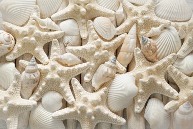  Deniz duvarı kağıdı. Deniz yıldızı ve bej renkli deniz kabukları. Deniz tarzında bir duvar kâğıdı. Denizyıldızı desenli deniz yıldızı. Denizyıldızı desenli ve akıntılı ağaç desenli. Denizcilik dekoru..