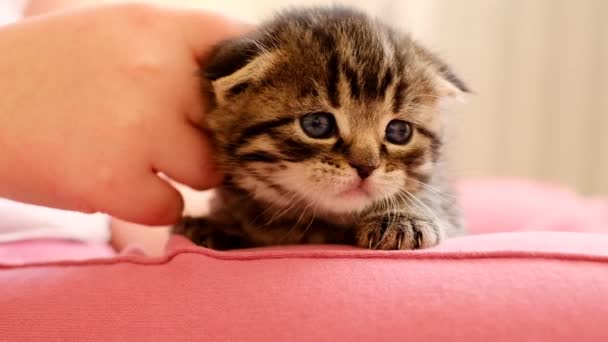 고양이와 아이들 손으로 고양이를 쓰다듬어 줬어요 아이의 줄무늬 고양이 스코틀랜드접기 — 비디오
