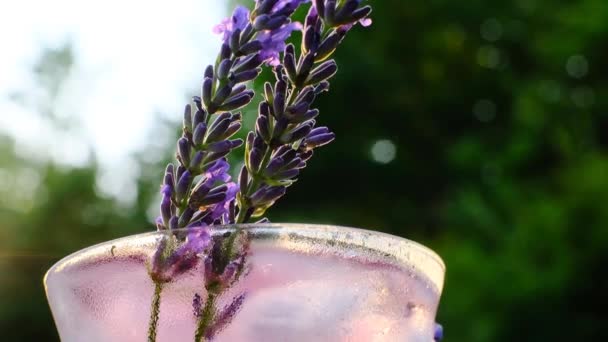 Glas Med Lavendel Cocktail Närbild Solen Cocktail Med Lavendel Blommor — Stockvideo