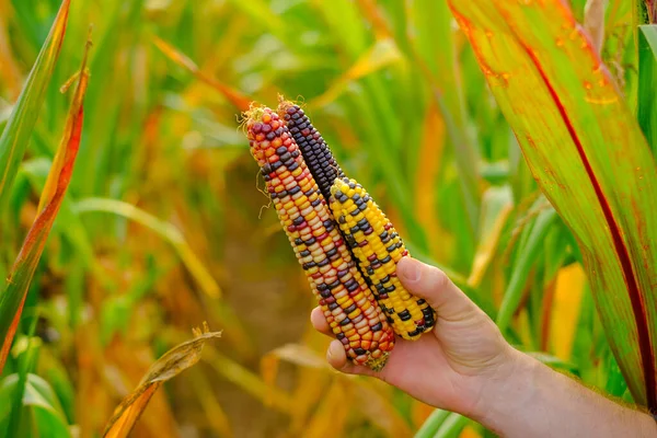 colorful corn .farmer in a corn field harvests. Checking corn for ripeness. Corn cobs of different colors.Food and food security