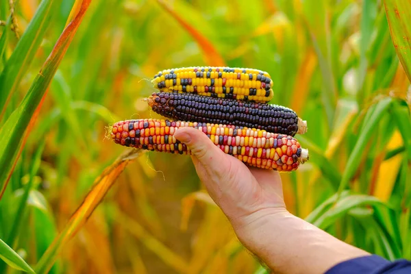 Corn harvest.. Cobs of multicolored corn in hands on corn field background.farmer in a corn field harvests. Food and food security
