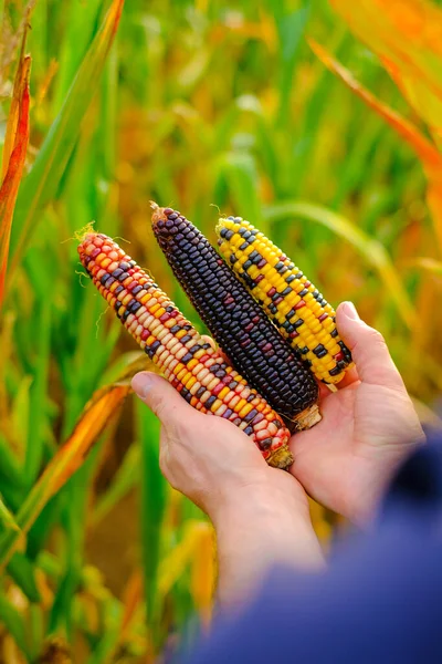 colorful corn.Corn abundance. Cobs of multicolored corn set in male hands .Food and food security concept.Farmer in a corn field. Autumn agricultural work.