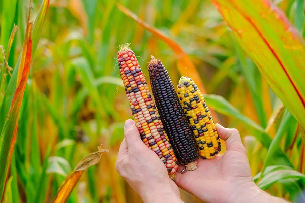 colorful corn.Corn abundance. Cobs of multicolored corn set in male hands close-up .Corn cobs of different colors.Food and food security concept. Autumn agricultural work.