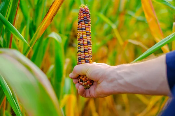 Corn harvest season.Cob of multicolored corn on corn field background.Farmer in a corn field. Autumn agricultural work.