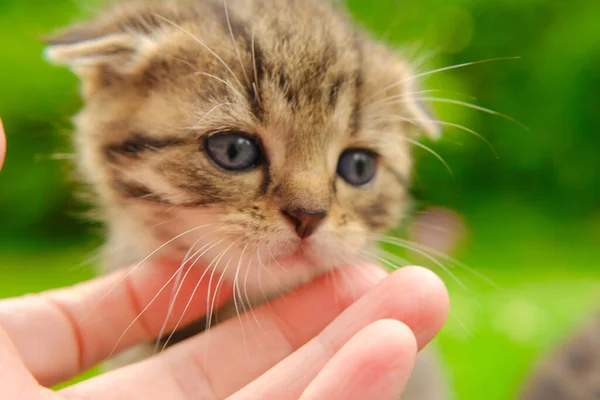 Scottish fold tabby kitten.Tabby striped kitten and child arms.hand stroking a kitten. Communication between people and animal
