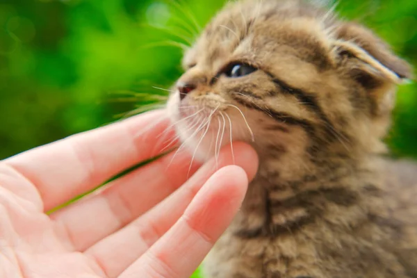Tabby striped kitten and child arms.hand stroking a kitten. Communication between people and animal