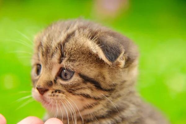 Scottish fold tabby kitten.Pets. striped kitten and child arms.hand stroking a kitten. Communication between people and animal