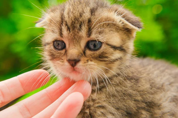 Scottish fold tabby kitten.Pets.Tabby striped kitten and child arms. Communication between people and animal
