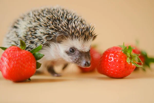 Hedgehog and strawberry.food for hedgehogs.gray hedgehog and red strawberries on a beige background.Baby hedgehog.strawberry harvest.African pygmy hedgehog. pet and red berries. Strawberry season.