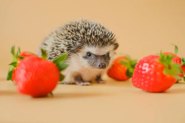 Hedgehog and berries.food for hedgehogs. Cute hedgehog and red strawberries on a beige background.Baby hedgehog.strawberry harvest.African pygmy hedgehog. pet and red berries. Strawberry season.