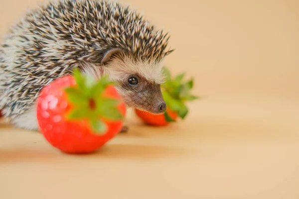 food for hedgehogs. Cute gray hedgehog and red strawberries on a beige background.Baby hedgehog.strawberry harvest.African pygmy hedgehog. pet and red berries. Strawberry season.