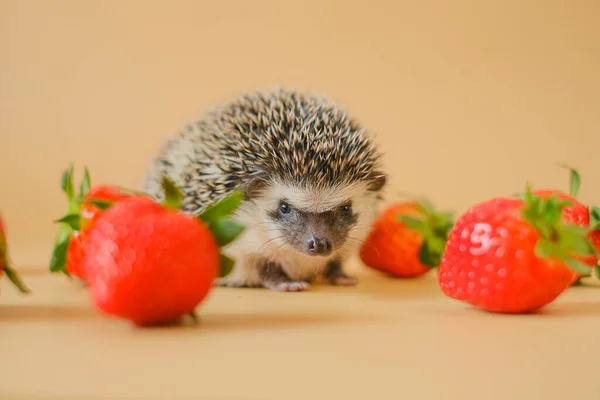 Hedgehog and strawberry berries.food for hedgehogs. Cute gray hedgehog and strawberries .Baby hedgehog.strawberry harvest.African pygmy hedgehog. pet and red berries. Strawberry season.