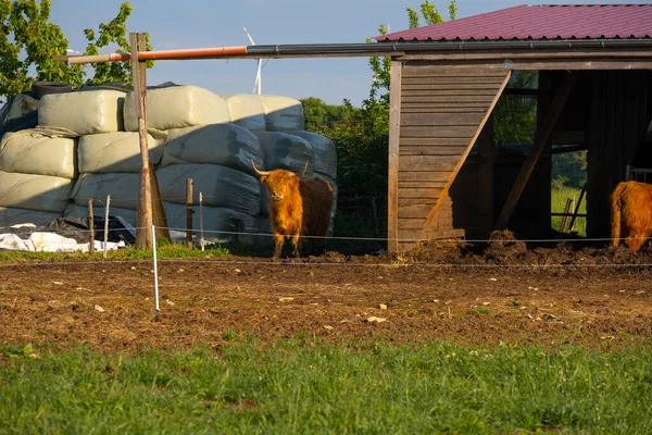 Scottish Cows Highland Breed Paddock Barn Rays Setting Sun Furry — Stock Photo, Image