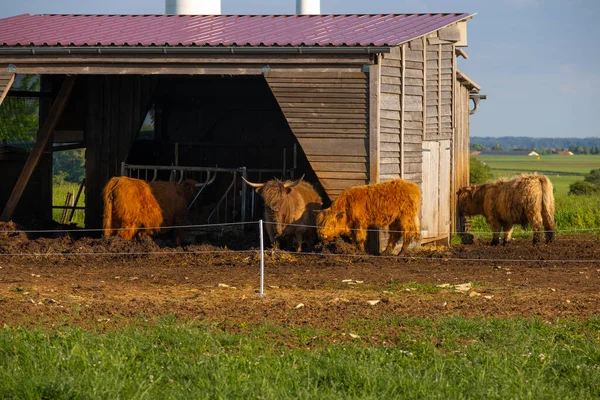 Scottish cows Highland breed.Red cows in a paddock near the barn in the rays of the setting sun.Furry highland cows graze on the green meadow.