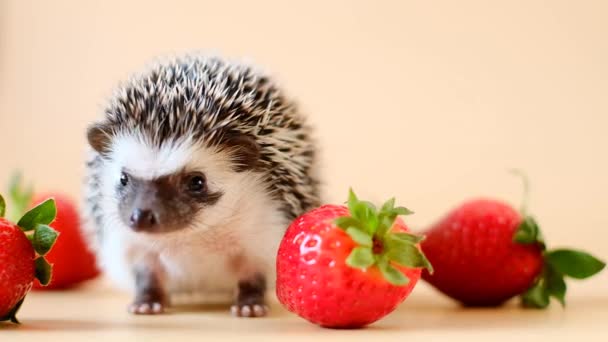 Hedgehog Strawberry Food Hedgehogs Cute Gray Hedgehog Red Strawberries Beige — Stockvideo