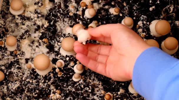 Champignons Brown Champignon Hand Many Champignons Background Spinning Mushrooms Out — Vídeo de Stock