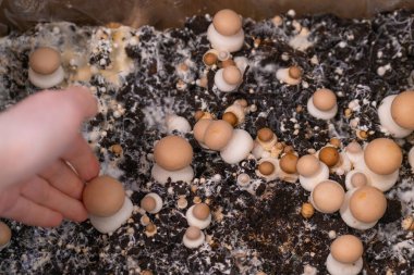 Champignons mantarları, mantar miselyumu kahverengi mantarlar, evde yetişen mantarlar, arka planda çok sayıda şampiyon, sebze proteini, evde mantar gelişimi.