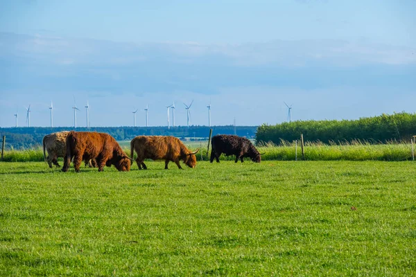 Skotské Krávy Pastvě Skotské Vysočiny Krávy Slunci Chlupaté Vysočiny Krávy — Stock fotografie