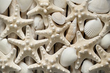  Deniz duvarı kağıdı. Deniz yıldızı ve bej renkli deniz kabukları. Beyaz dallar üzerinde deniz bej deniz yıldızı. Yakın plan deniz dekoru..