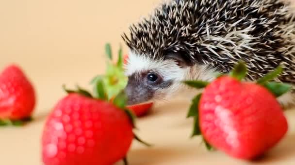 Igel Und Rote Erdbeeren Auf Beigem Hintergrund Baby Igel Erdbeerernte — Stockvideo