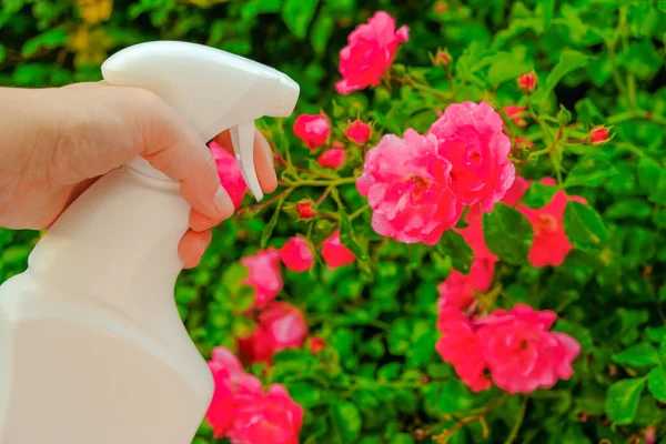disinfectant for roses in a hand on a flower background. Remedy for roses from diseases and pests.Sanitizing Roses. hand spraying from a white bottle in pink roses