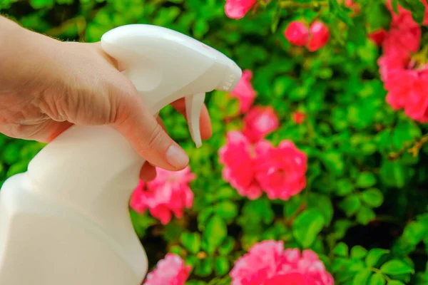 disinfectant for roses in a hand on a flower background. Remedy for roses from diseases and pests.Sanitizing Roses. hand spraying from a white bottle in pink roses in a summer garden