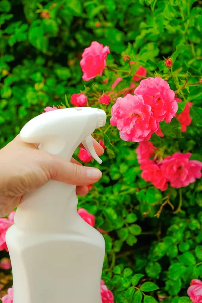 disinfectant for roses in a hand . Remedy for roses from diseases and pests.Sanitizing Roses. hand spraying from a white bottle in pink roses in a summer garden